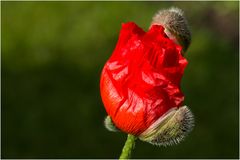 Mohn ...