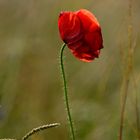 Mohn