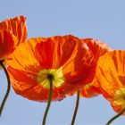 ....Mohn...