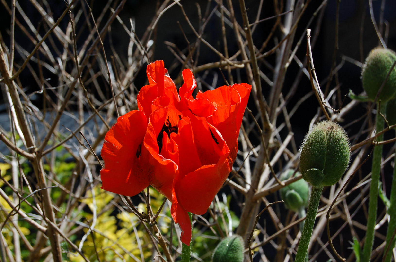 Mohn