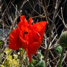 Mohn