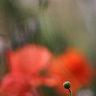 Mohn