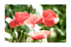 Mohn