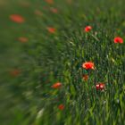 Mohn