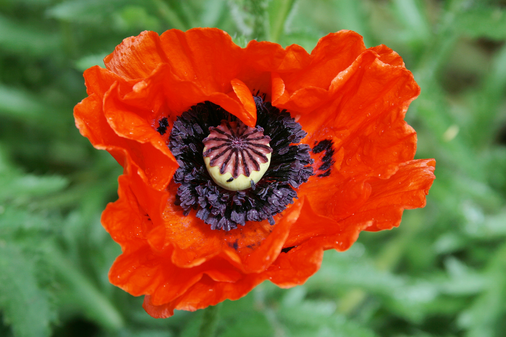 Mohn