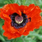 Mohn