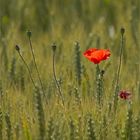 Mohn