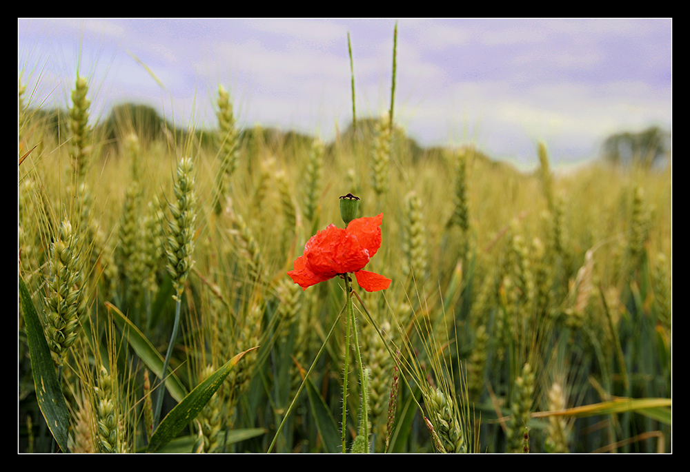 ...Mohn