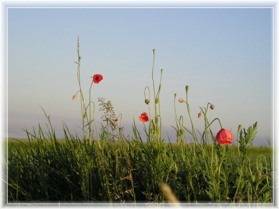 Mohn