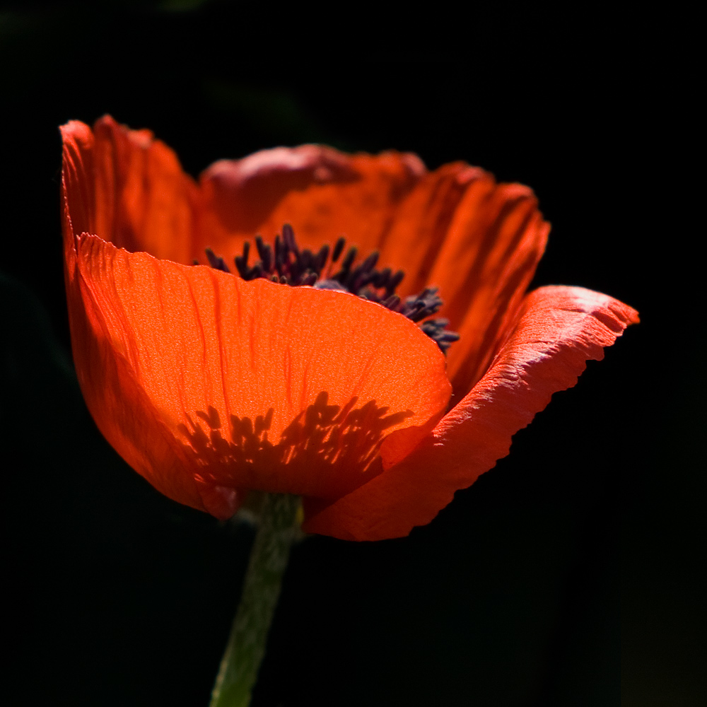 Mohn