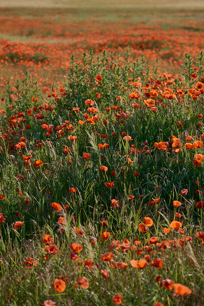 Mohn