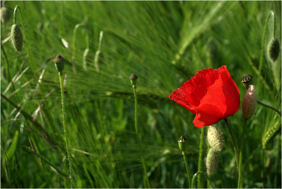 Mohn