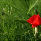 Mohn