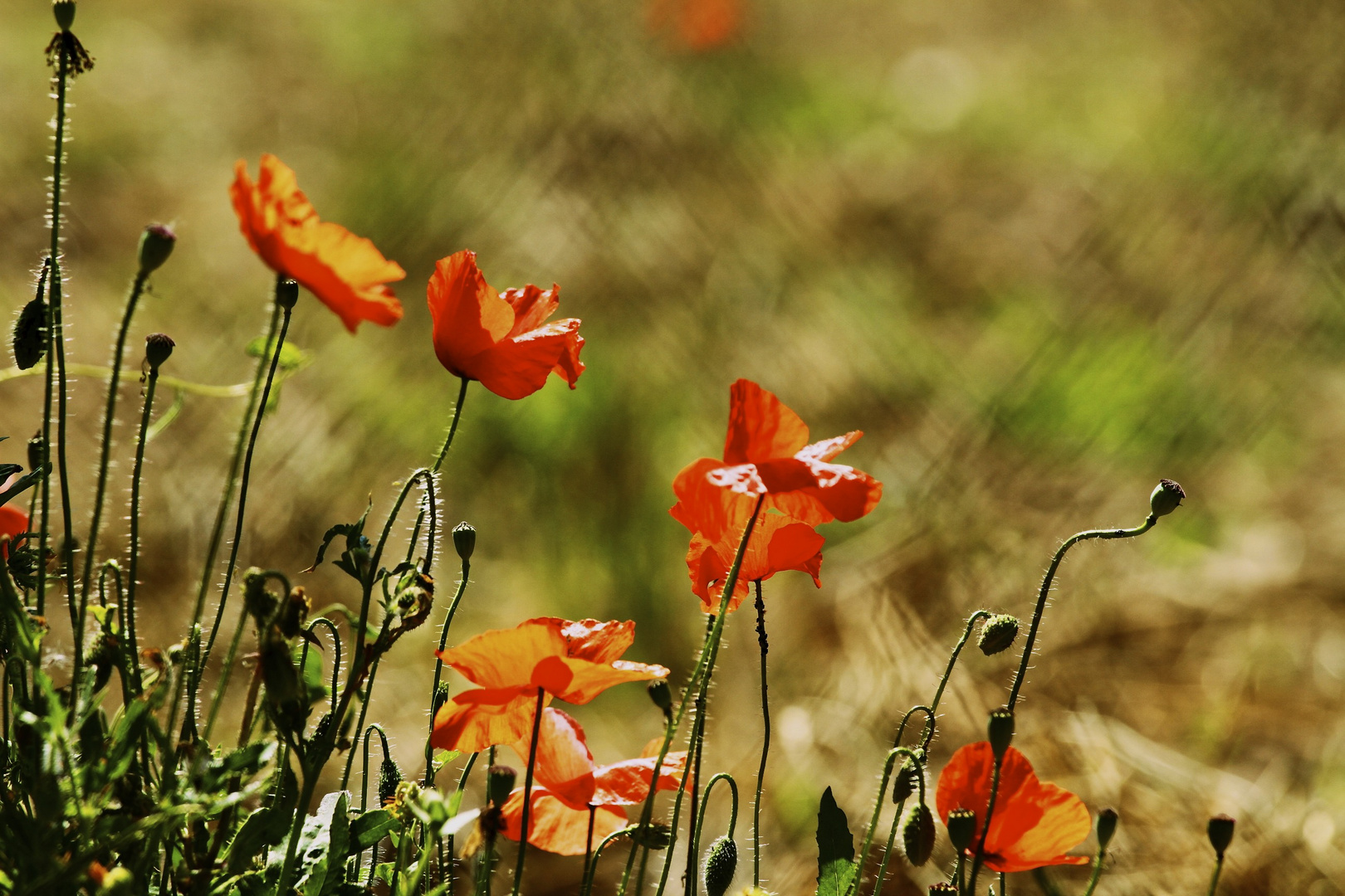 MOHN