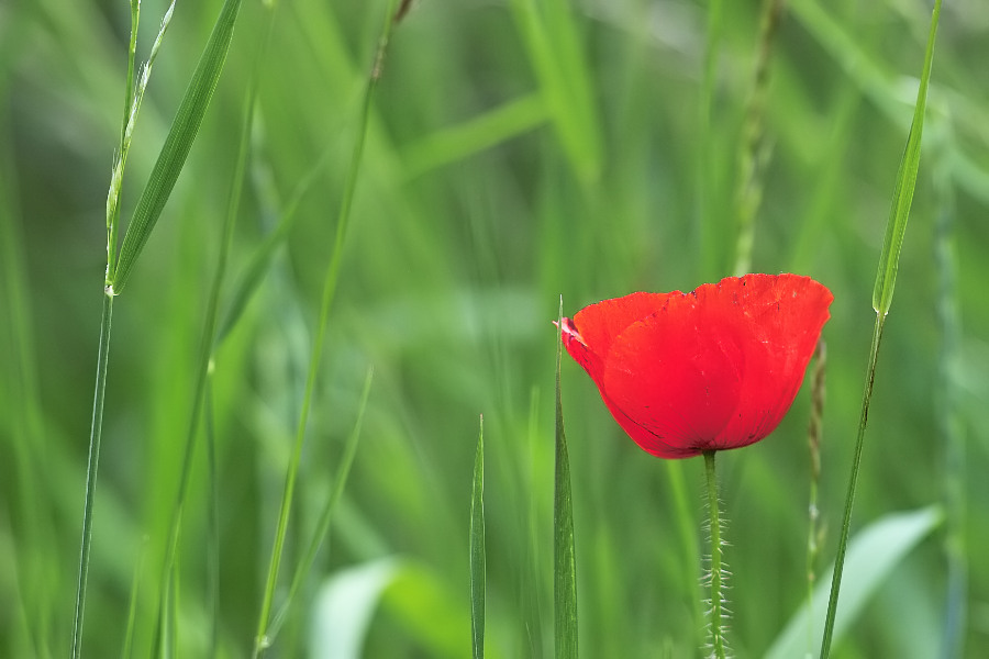 mohn