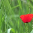 mohn