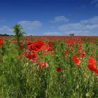 mohn