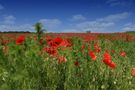 mohn by Klaus Josef Zimprich 