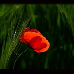 Mohn...