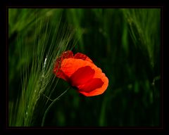 Mohn...