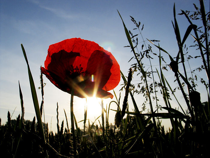 Mohn