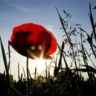 Mohn