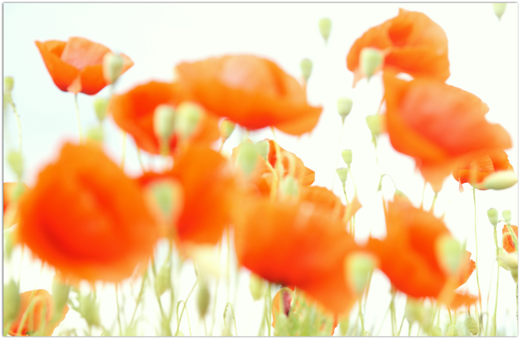 Mohn