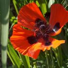 Mohn