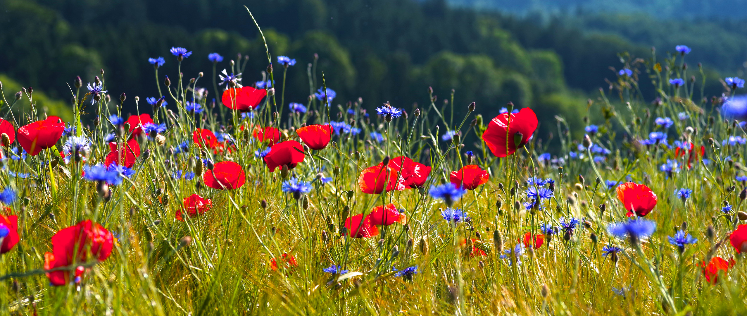 Mohn