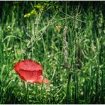 Mohn