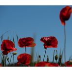 Mohn