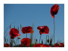 Mohn