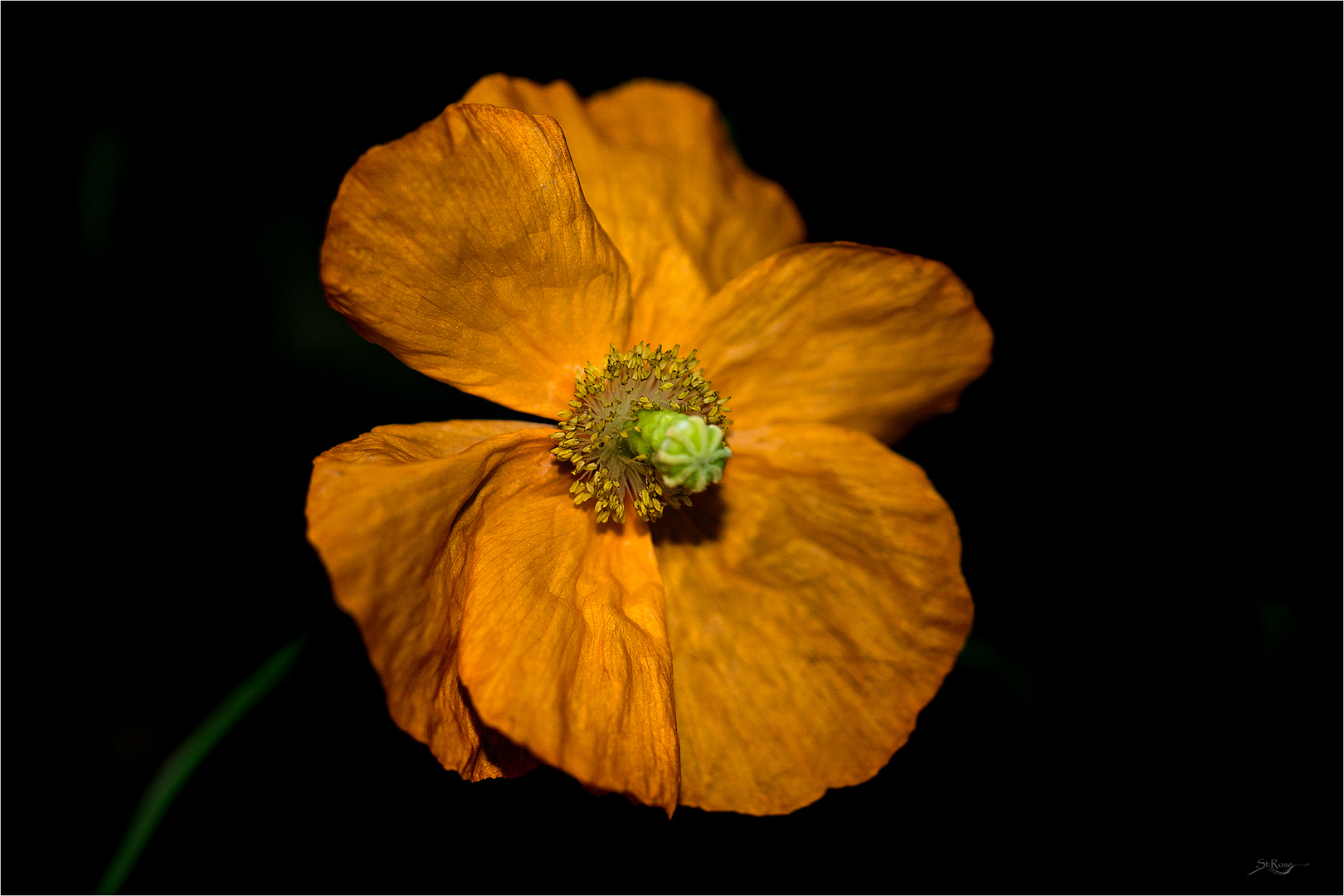 Mohn