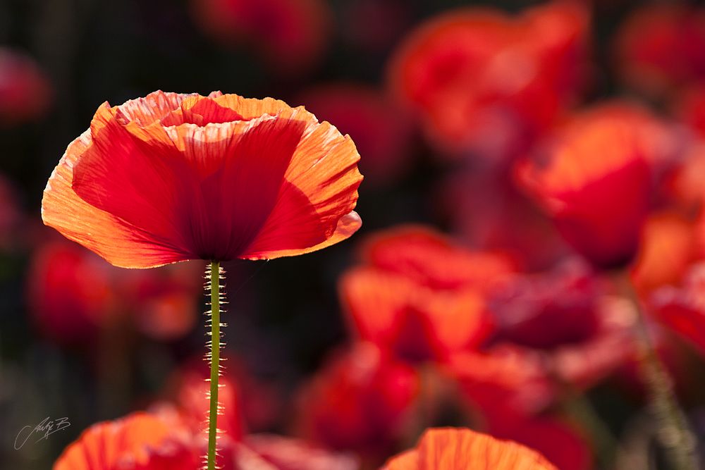 Mohn