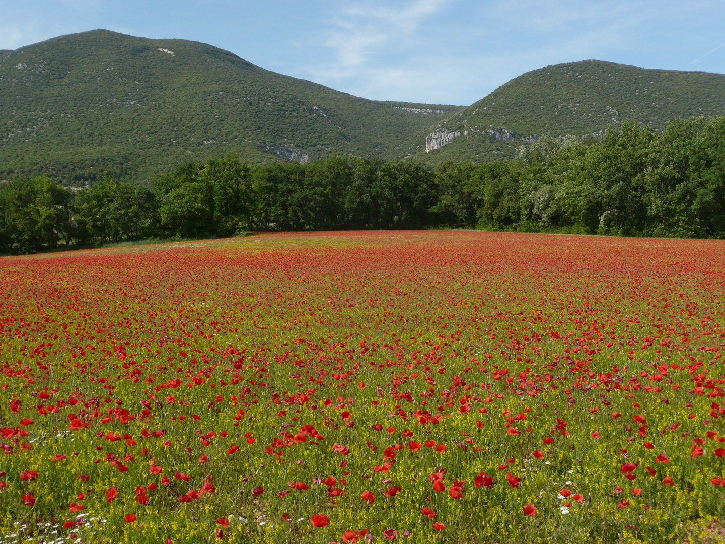 Mohn