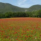 Mohn