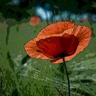 Mohn....