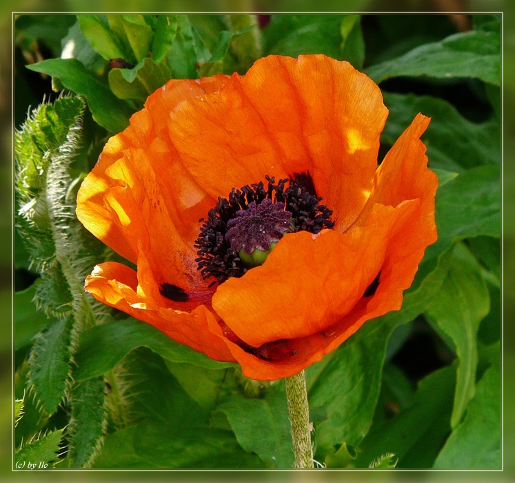 Mohn