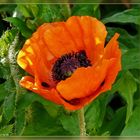 Mohn