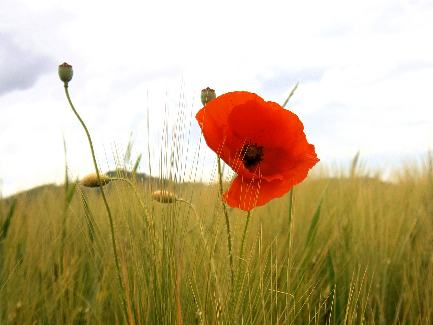 Mohn