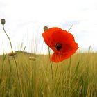 Mohn