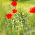 Mohn