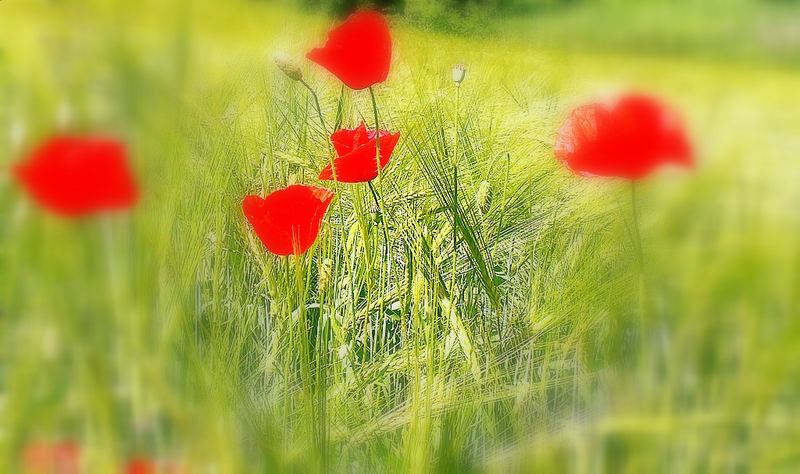 Mohn