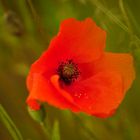 ....Mohn....