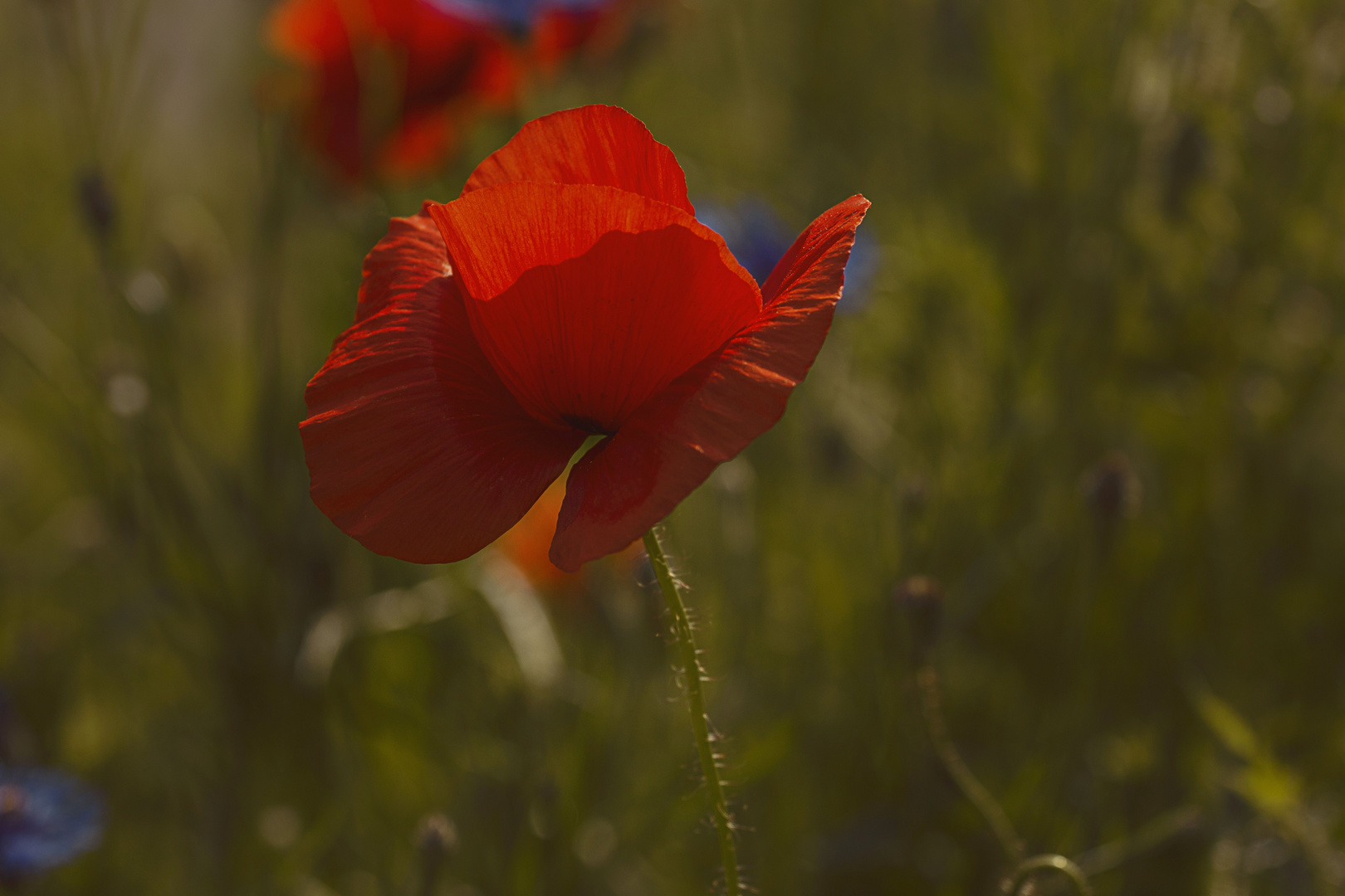 Mohn