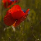 Mohn