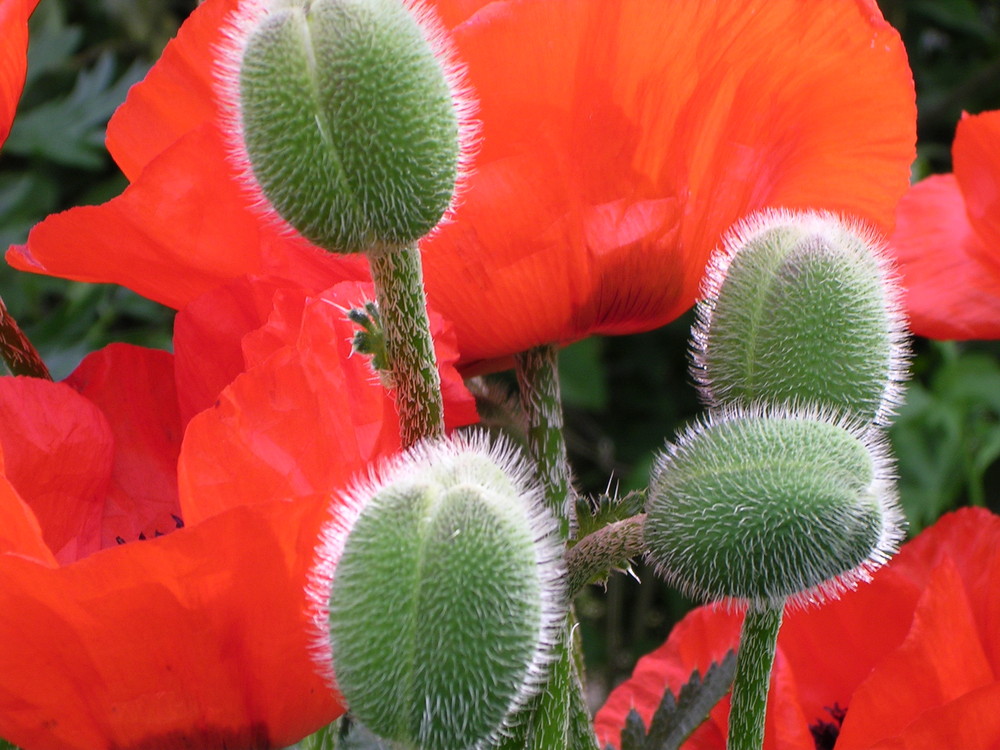 Mohn