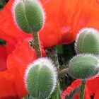 Mohn