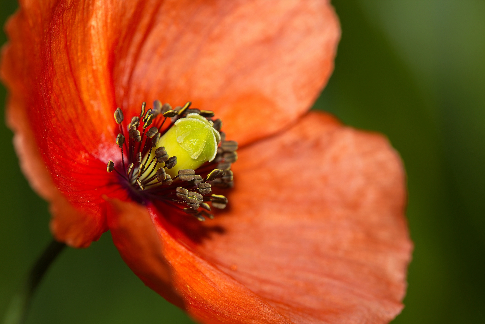 Mohn