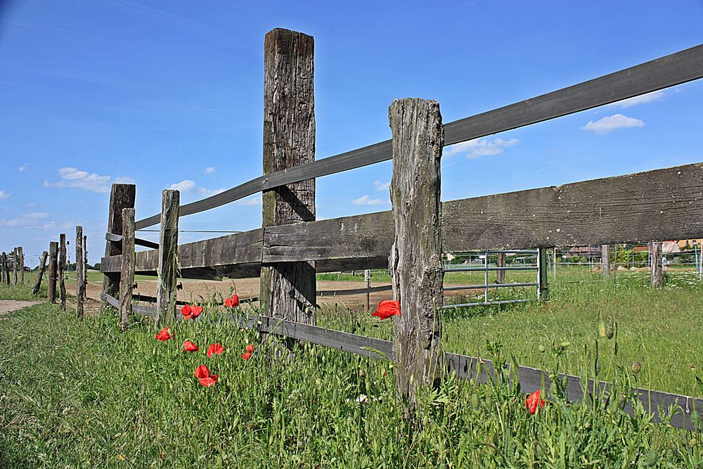 Mohn von Melanira 